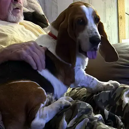 Dixie photo 4
