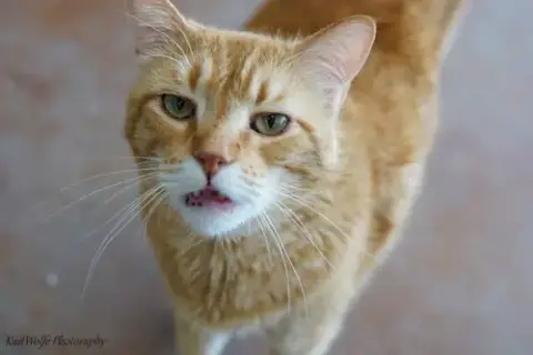 Mr. Orange photo 3