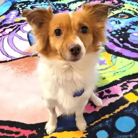 Foxy Roxy photo 3