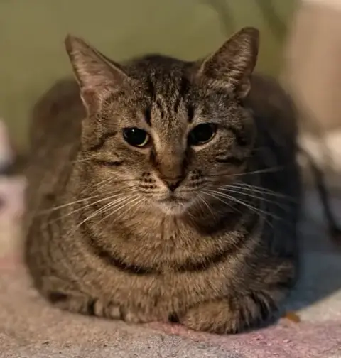 Rosie Psp