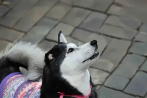 Leona photo 4