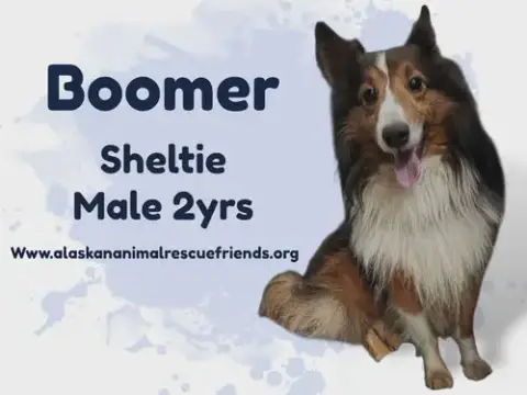 Boomer photo 2