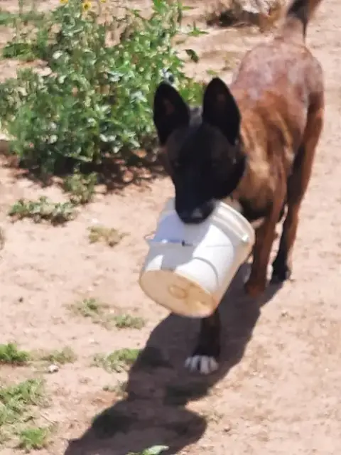 Bullwinkle Fka Boba In New Mexico photo 4