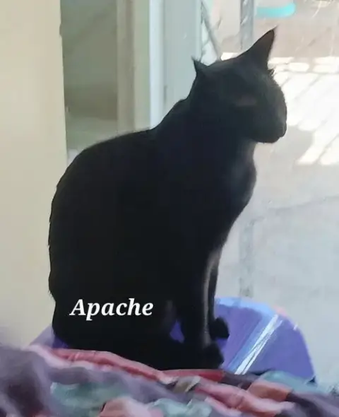 Apache photo 3