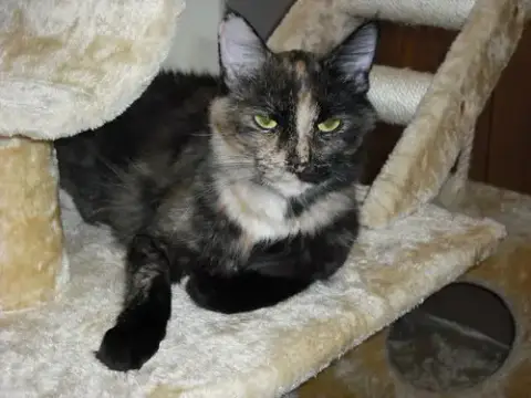 Georgie Girl photo 1
