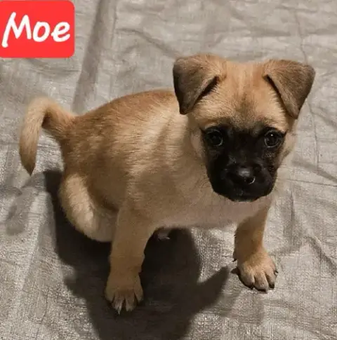 Moe photo 4