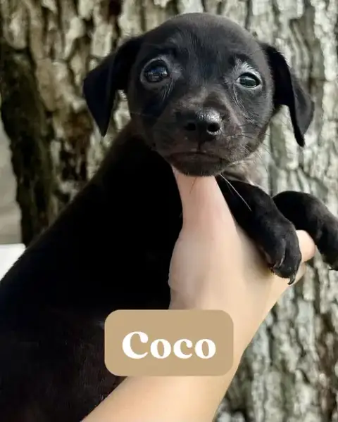 Chilli Pup -Coco photo 3