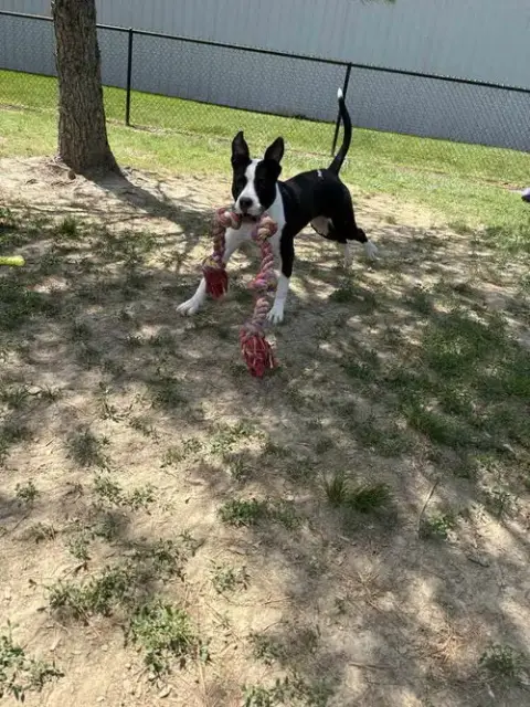 Roscoe Tippy photo 4
