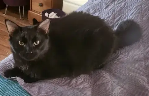 Robert Feline photo 4