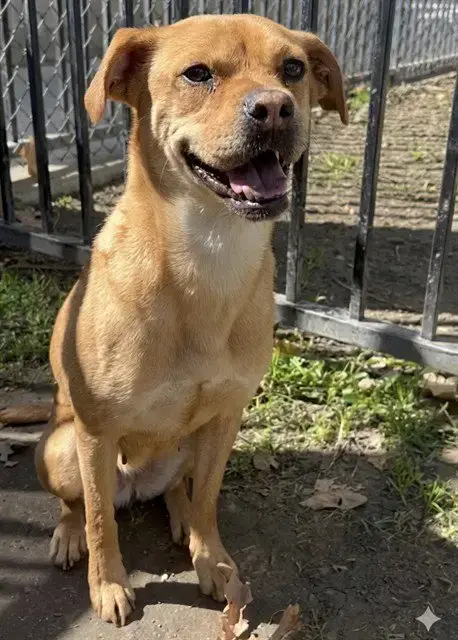 Heidi