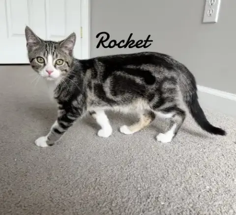 Rocket photo 2