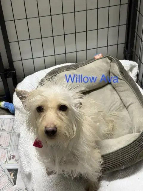 Willow Ava photo 3