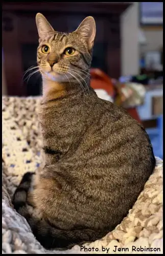 Munchkin photo 2