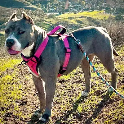 Zsa Zsa photo 2