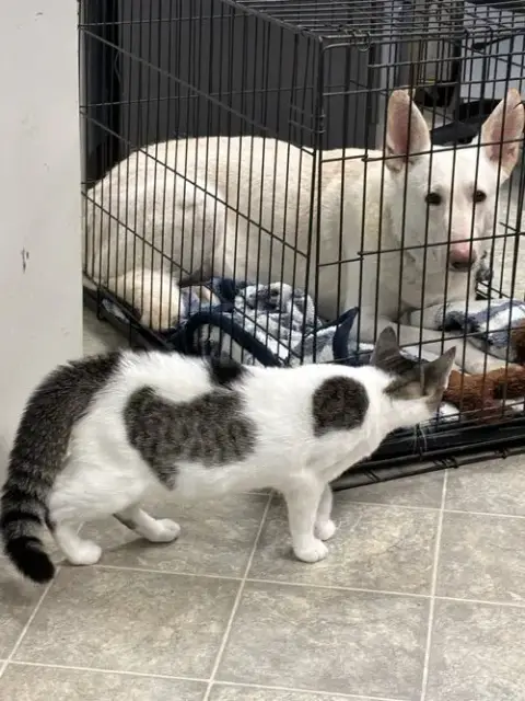 Sugar:   Not At The Shelter photo 4