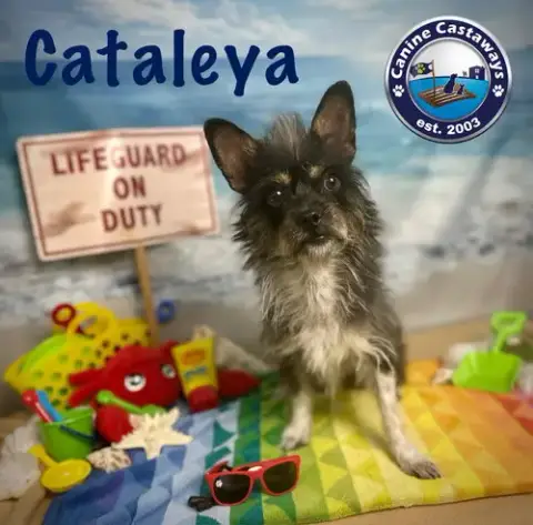 Cataleya photo 5