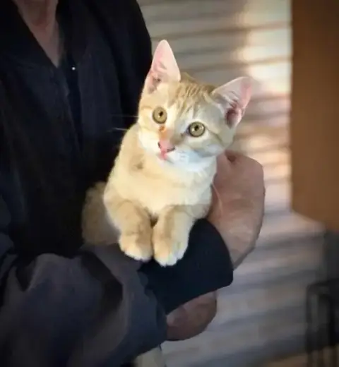 Leo Urgent photo 4