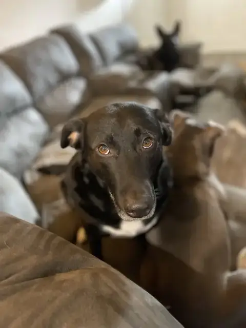 Courtesy Post: Dobby photo 3
