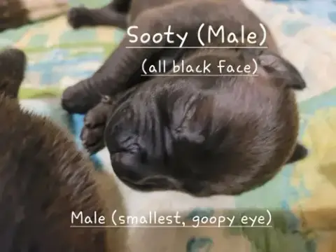 Sooty photo 2