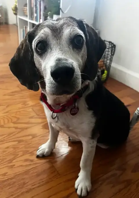 Banjo Ii photo 2