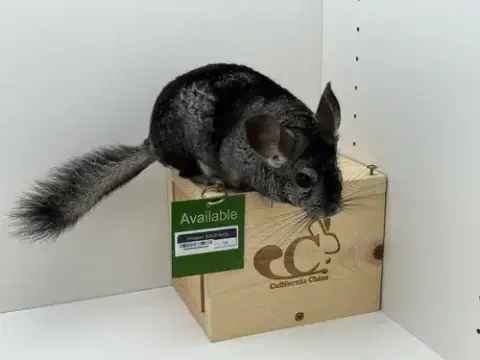 Chilipeper photo 5