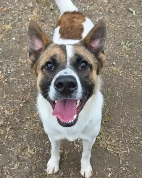 Odin
