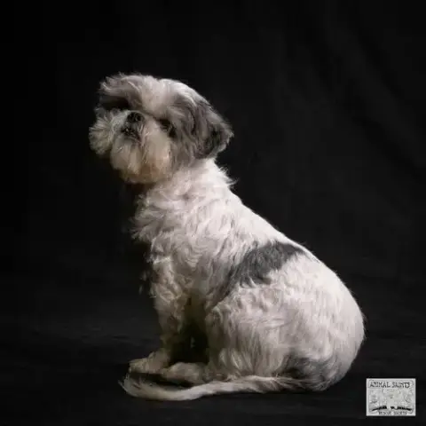 Stanley photo 3