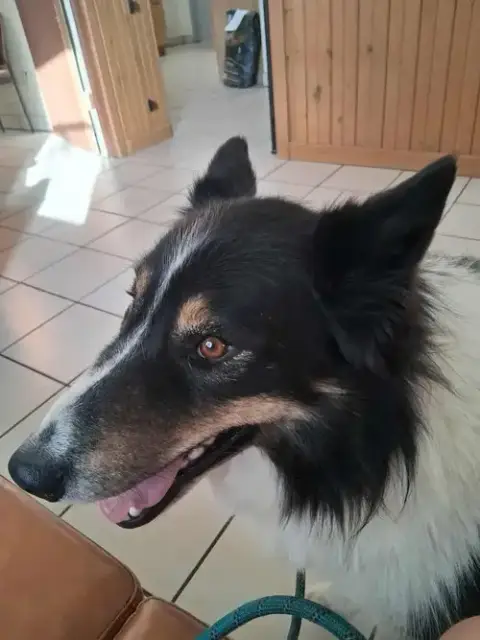Oso photo 4