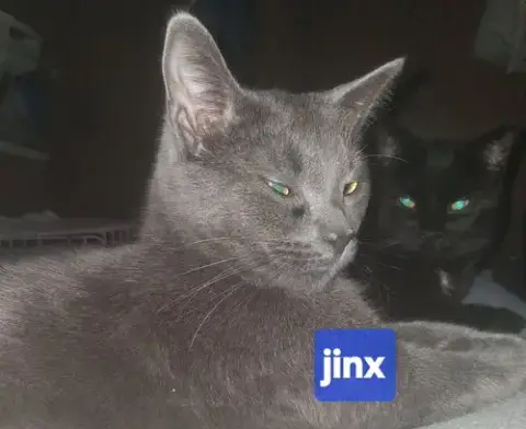 Jinx photo 5