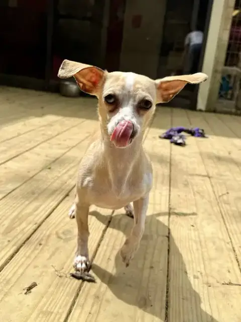 Suki photo 3