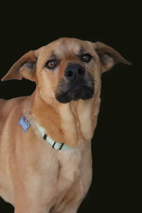 Santana photo 4