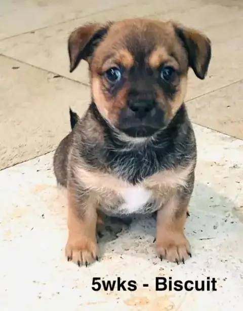 Puppy Biscuit Boy photo 4
