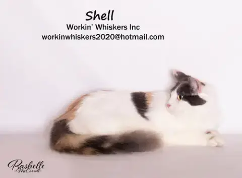 Shell