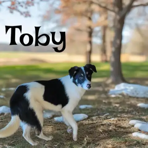 Toby photo 3