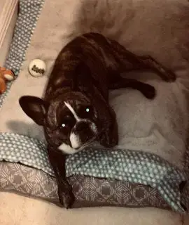 Oli Purebred Female French Bulldog photo 4