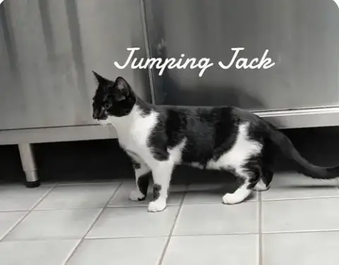 Jumping Jack photo 4