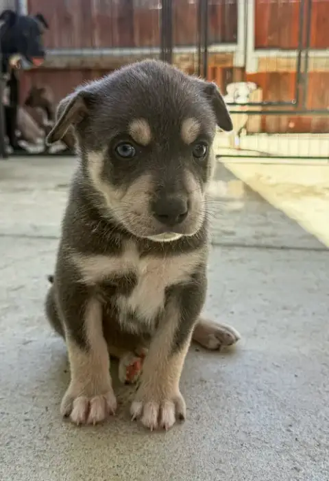Marilynn'S Puppy Makai photo 4