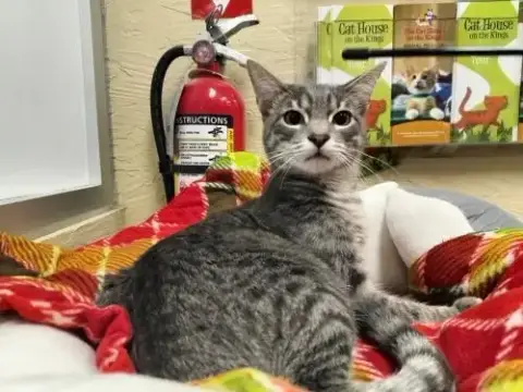 Gerri