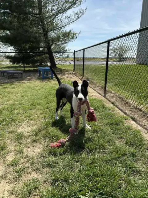 Roscoe Tippy photo 3