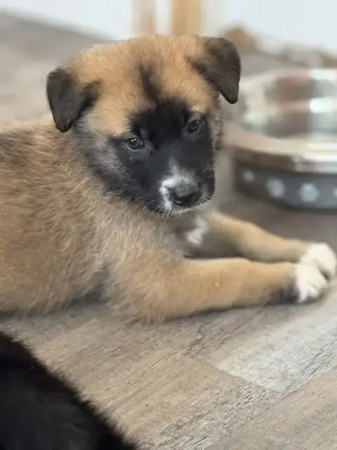 Rosie'S Puppy Clover photo 5