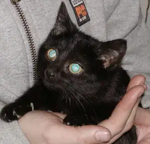Foster Homes Needed photo 2