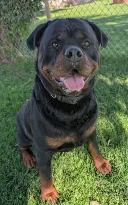 Enzo photo 3