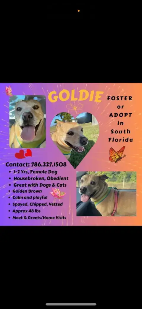 Courtesy Post: Goldie photo 4