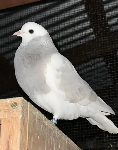 Silver W/Evan