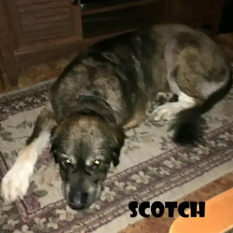 Scotch photo 2