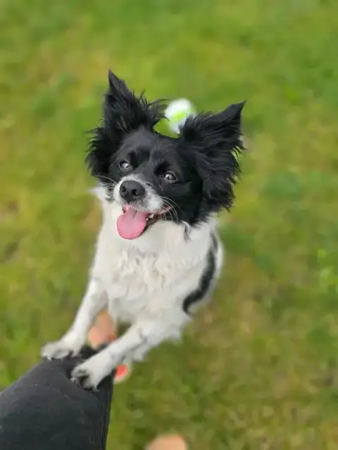 Louie photo 3