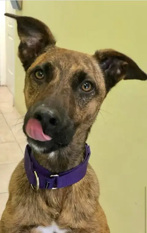 Nala photo 2