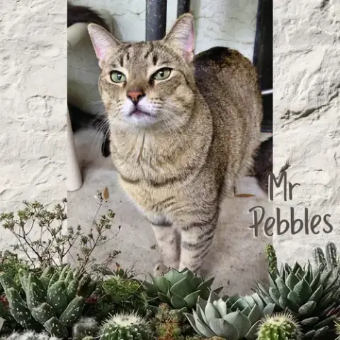 Mr. Pebbles photo 1