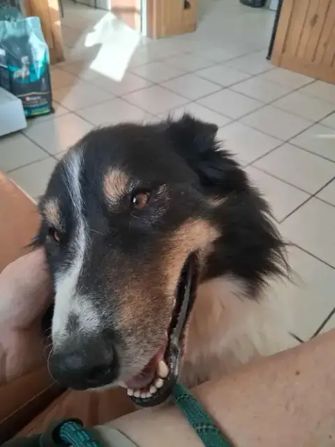 Oso photo 2