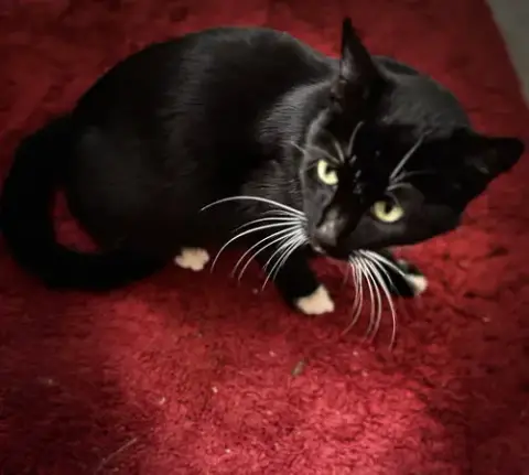 Whiskers photo 1